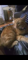 Reunited Male Cat last seen E 81st St S & S Garnett Rd, Broken Arrow, OK 74012, USA, Broken Arrow, OK 74012