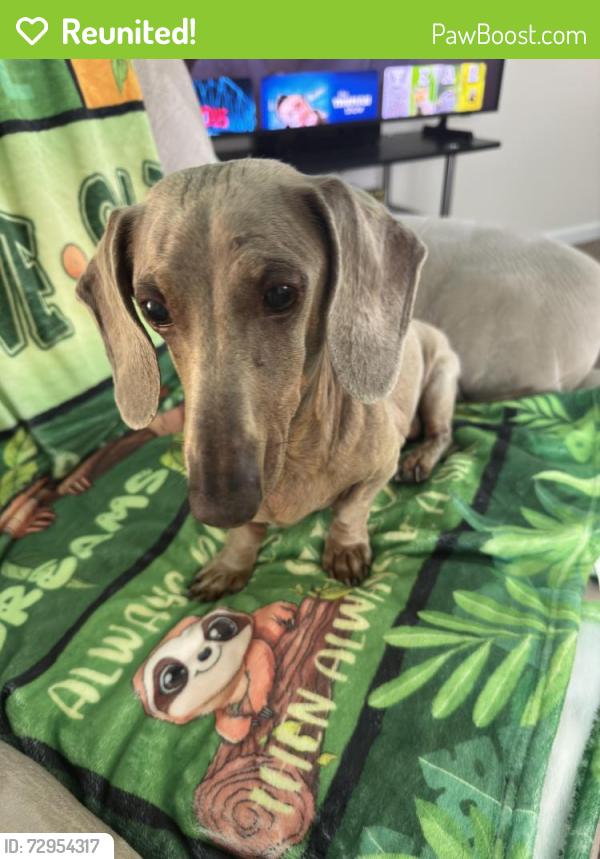 Reunited Male Dog last seen Bedfod Loop E, Southaven, MS 38672