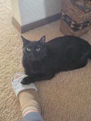 Reunited Male Cat last seen Road 36, Pasco, WA 99301