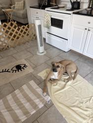 Reunited Male Dog last seen 12th and Gary, Tulsa, OK 74104