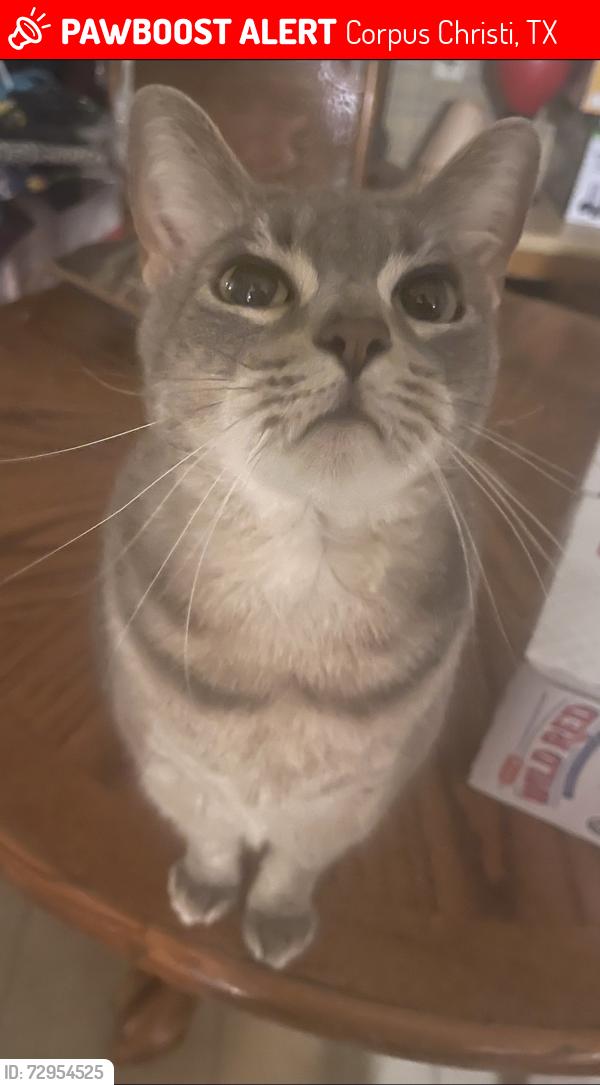 Lost Male Cat last seen In between Bronx Ave. and Airline. Close to Veterans Memorial HS. and Vmart, Corpus Christi, TX 78414