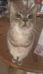 Lost Male Cat last seen In between Bronx Ave. and Airline. Close to Veterans Memorial HS. and Vmart, Corpus Christi, TX 78414
