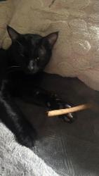 Reunited Male Cat last seen Weston cir 92083, Vista, CA 92083