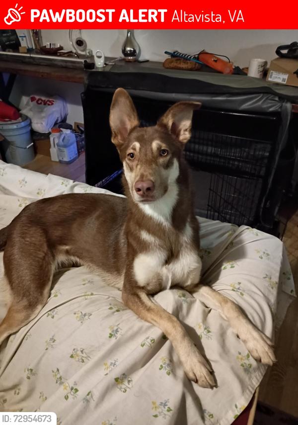 Lost Female Dog last seen Bedford Ave, Altavista, VA 24517, Altavista, VA 24517