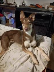 Lost Female Dog last seen Bedford Ave, Altavista, VA 24517, Altavista, VA 24517