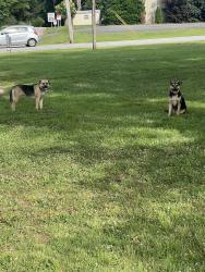 Found/Stray Unknown Dog last seen Holmes Hot Dogs Parking Lot, Arcadia, SC 29320