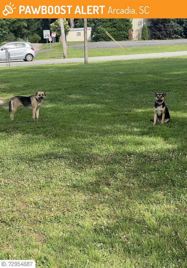 Found/Stray Unknown Dog last seen Holmes Hot Dogs Parking Lot, Arcadia, SC 29320