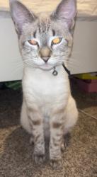 Reunited Female Cat last seen Near Sandhillway , Panama City, FL 32404