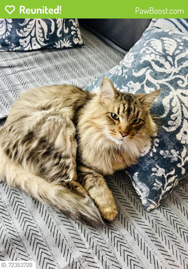 Reunited Male Cat last seen Apex Loop at Pique apmt Complex, Folsom, CA 95630