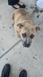 Found/Stray Female Dog last seen Baseline and Mt vernon, Highland, CA 92346