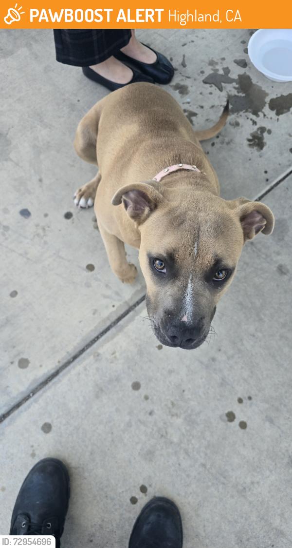 Found/Stray Female Dog last seen Baseline and Mt vernon, Highland, CA 92346