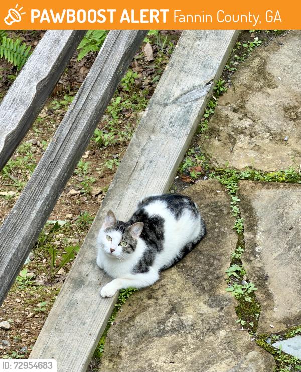 Found/Stray Unknown Cat last seen Hardscrabble Rd. , Fannin County, GA 30559