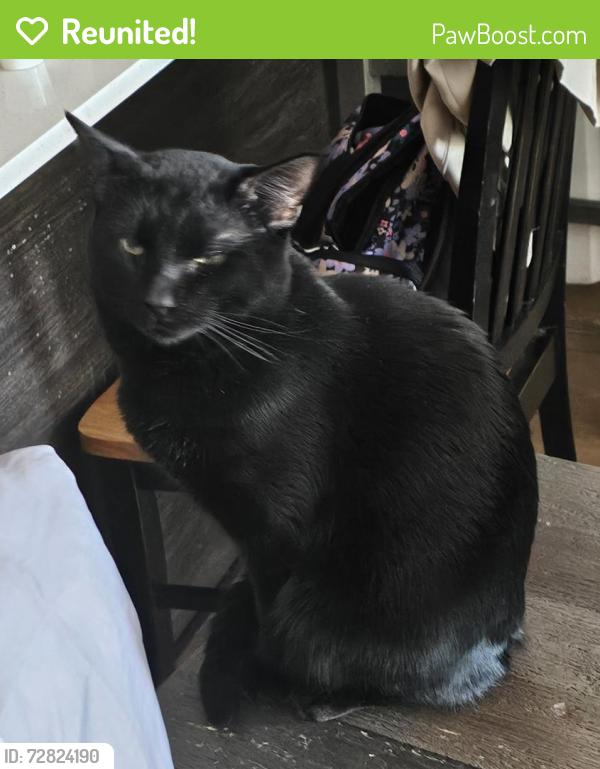 Reunited Male Cat last seen Monroe and 24th street Ogden Utah, Ogden, UT 84401