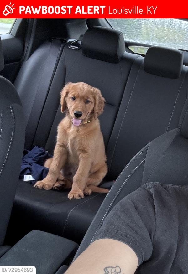Lost Male Dog last seen Near Preston hwy , Louisville, KY 40219