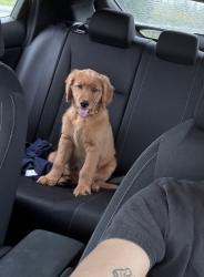 Lost Male Dog last seen Near Preston hwy , Louisville, KY 40219