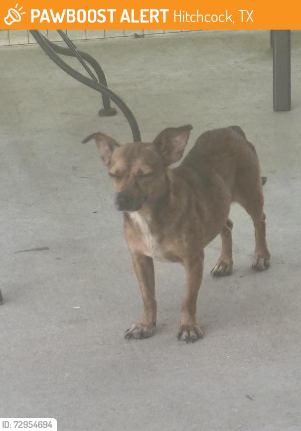 Found/Stray Female Dog last seen Memorial St. near Main St. Galveston Memorial Cemetery, Hitchcock, TX , Hitchcock, TX 77563