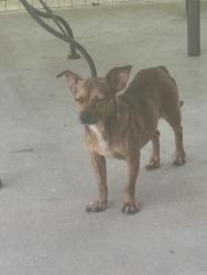 Found/Stray Female Dog last seen Memorial St. near Main St. Galveston Memorial Cemetery, Hitchcock, TX , Hitchcock, TX 77563