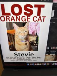 Reunited Female Cat last seen San Elijo Ave , Encinitas, CA 92007