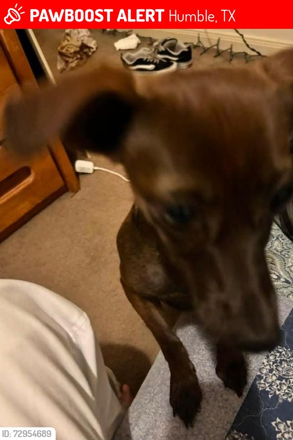 Lost Female Dog last seen Grand Lancelot Dr, Maidens Crossing, Humble, TX 77339