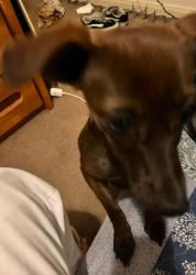 Lost Female Dog last seen Grand Lancelot Dr, Maidens Crossing, Humble, TX 77339
