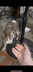 Found/Stray Female Cat last seen Burgundy Ct. CA 92596 , Winchester, CA 92596