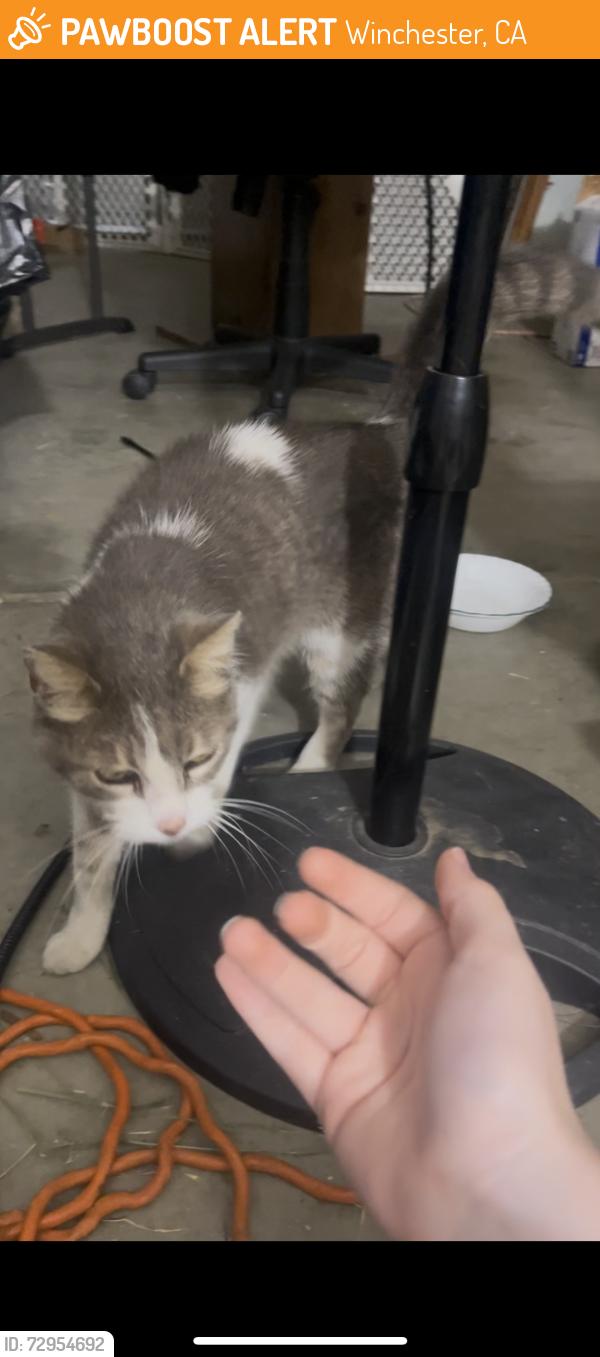 Found/Stray Female Cat last seen Burgundy Ct. CA 92596 , Winchester, CA 92596
