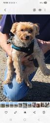 Lost Male Dog last seen Rock springs rd, Kingsport, TN 37664