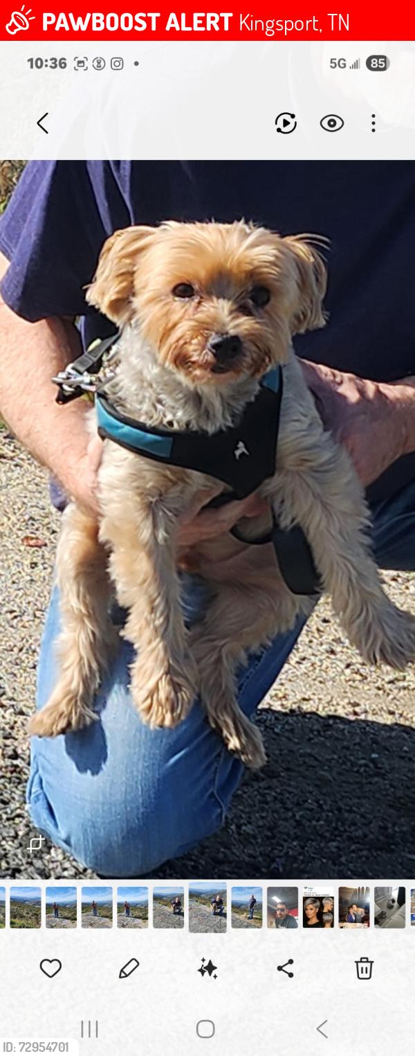 Lost Male Dog last seen Rock springs rd, Kingsport, TN 37664