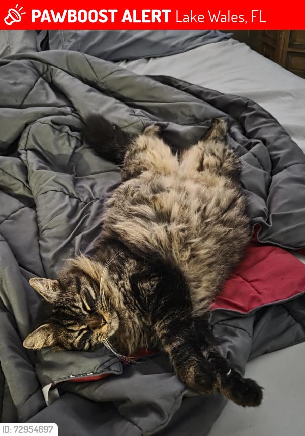 Lost Male Cat last seen Near Brentwood DR Lake Wales FL, Lake Wales, FL 33898