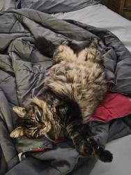 Lost Male Cat last seen Near Brentwood DR Lake Wales FL , Lake Wales, FL 33898