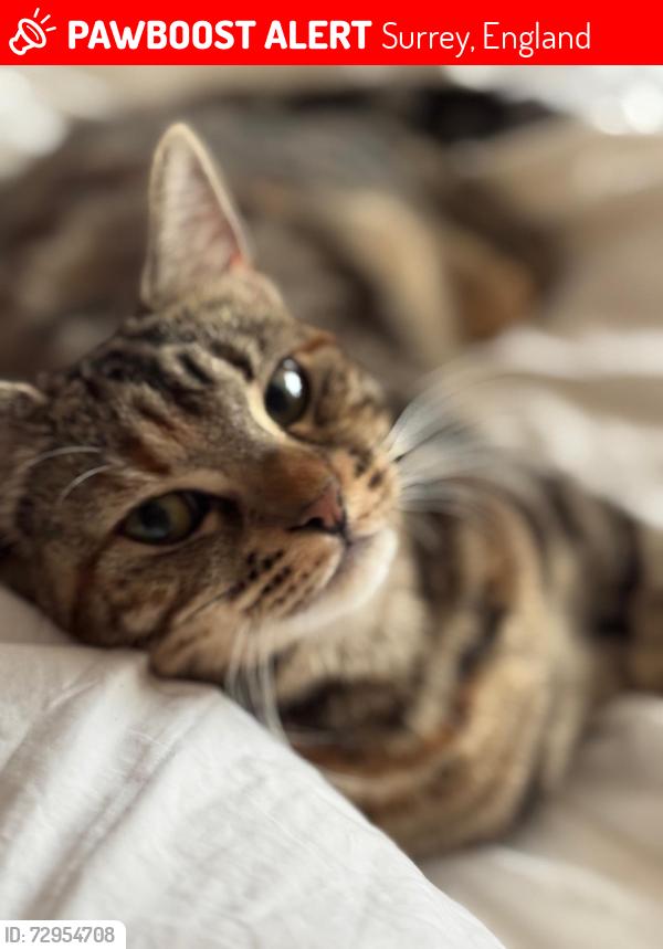 Lost Female Cat last seen Peterfield ave, Surrey, England 