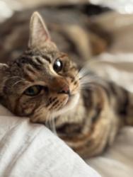 Lost Female Cat last seen Peterfield ave , Surrey, England 