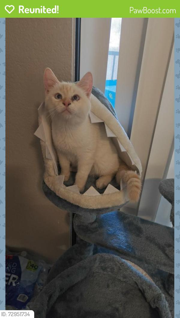 Reunited Male Cat last seen Near , Phoenix, AZ 85022