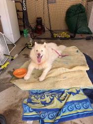 Reunited Unknown Dog last seen Mira Lagos, Grand Prairie, TX 75054