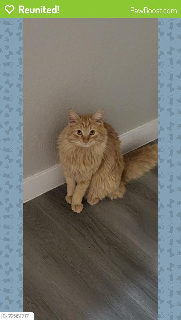 Reunited Male Cat last seen Outside  but in the apmts, Phoenix, AZ 85022