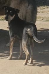 Shelter Stray Female Dog last seen W Church Ave & S Valentine Ave, Fresno Zone Fresno CO 2 93706, CA, Fresno, CA 93706
