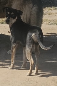 Shelter Stray Female Dog last seen W Church Ave & S Valentine Ave, Fresno Zone Fresno CO 2 93706, CA, Fresno, CA 93706