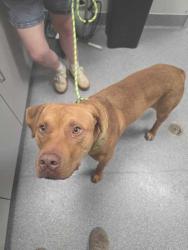 Shelter Stray Male Dog last seen Sevierville, TN 37876, Sevierville, TN 37862