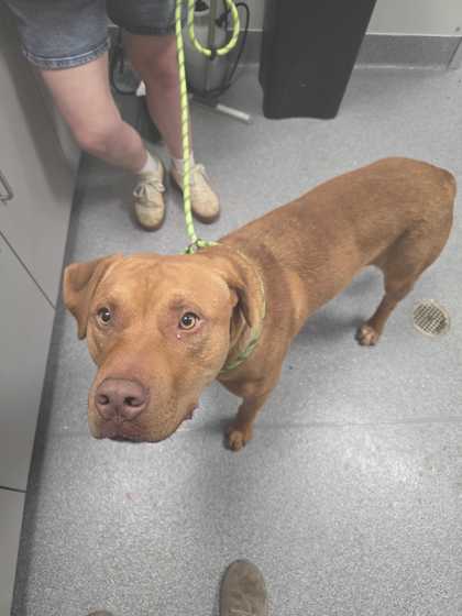 Shelter Stray Male Dog last seen Sevierville, TN 37876, Sevierville, TN 37862