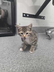 Shelter Stray Female Cat last seen Sevierville, TN 37862, Sevierville, TN 37862