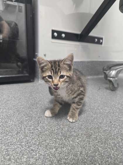 Shelter Stray Female Cat last seen Sevierville, TN 37862, Sevierville, TN 37862