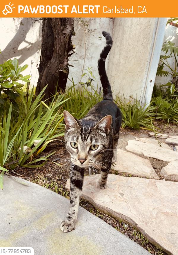 Found/Stray Male Cat last seen Fosca and Perdiz , Carlsbad, CA 92009