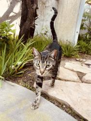 Found/Stray Male Cat last seen Fosca and Perdiz , Carlsbad, CA 92009