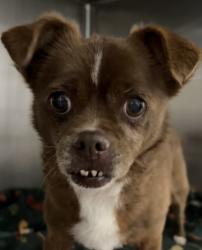 Shelter Stray Female Dog last seen San Antonio, TX 78227, San Antonio, TX 78229