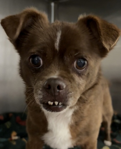 Shelter Stray Female Dog last seen San Antonio, TX 78227, San Antonio, TX 78229