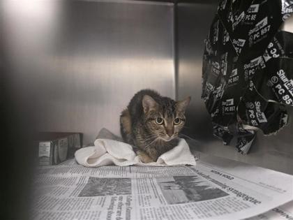 Shelter Stray Female Cat last seen Hutto, TX 78634, Georgetown, TX 78626