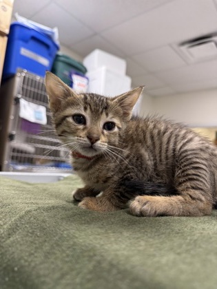 Shelter Stray Male Cat last seen Citrus County, FL 34453, Inverness, FL 34450