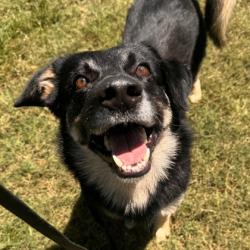 Shelter Stray Male Dog last seen Vista Oaks, TX 77808, Bryan, TX 77807