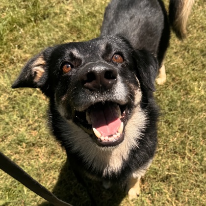 Shelter Stray Male Dog last seen Vista Oaks, TX 77808, Bryan, TX 77807