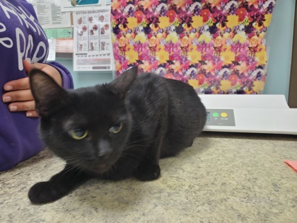 Shelter Stray Female Cat last seen Milton, 43605, OH, Maumee, OH 43537